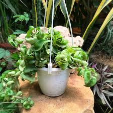 Hoya quinquenervia-Tropical Trailing Plant-Fragrant Indoor Plant for Hanging Baskets 6" Pot