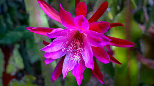 Orchid Cactus-Assorted-Tropical Blooms 6" Pot