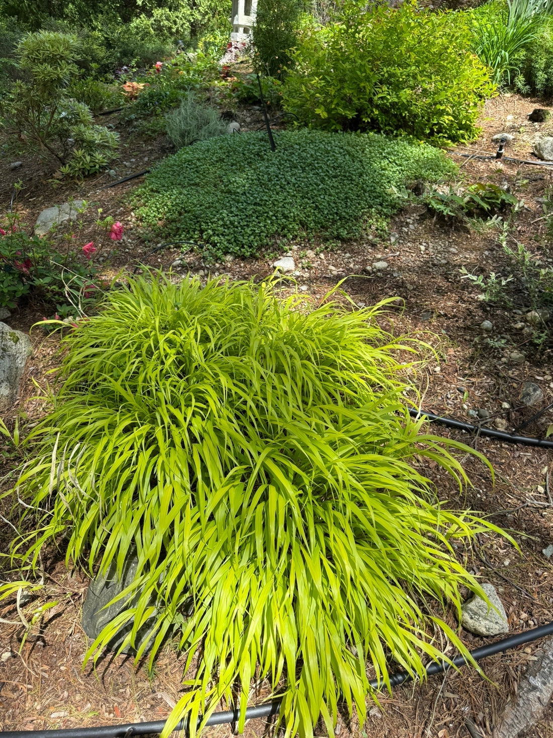 Japanese Forest Grass (Hakonechloa macra): A Symphony of Serenity and Shade