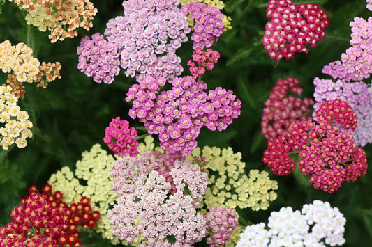 Spring Planting Guide 2026: What to Plant Now for a Stunning Garden