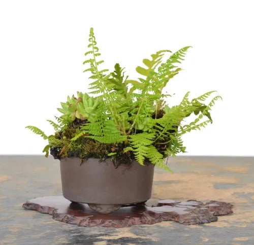 Accent Plants