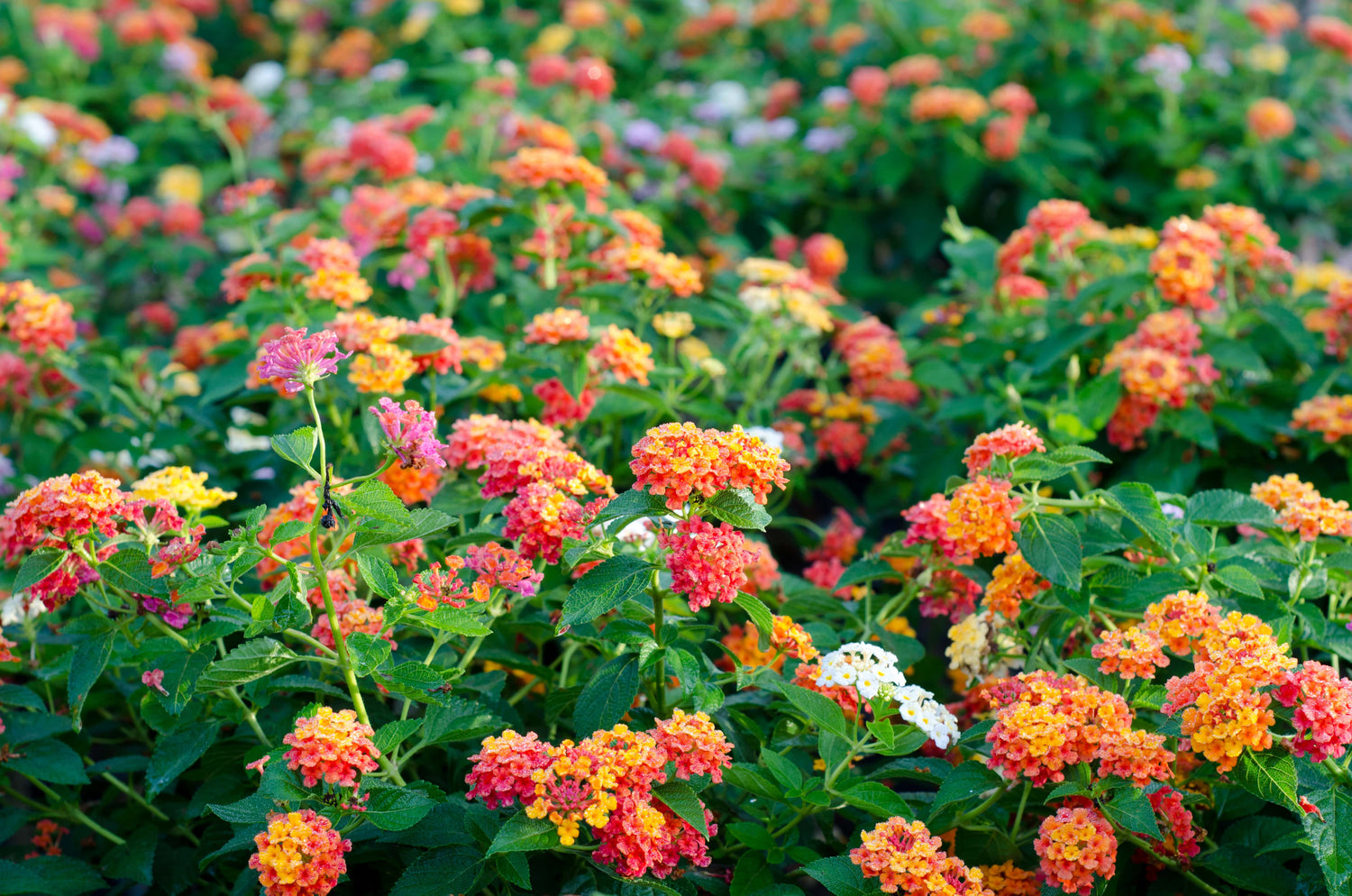 All Plants