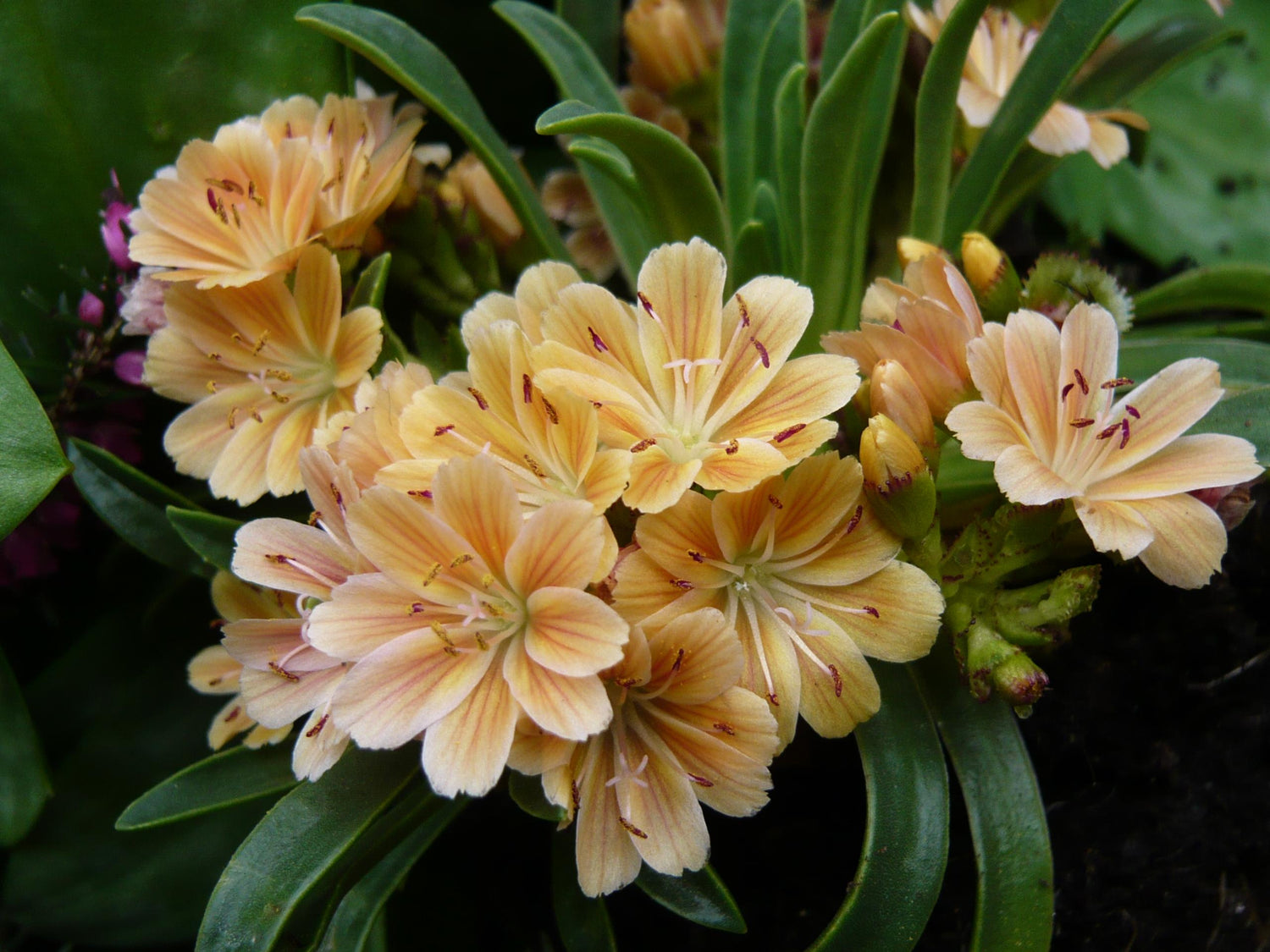 Annuals