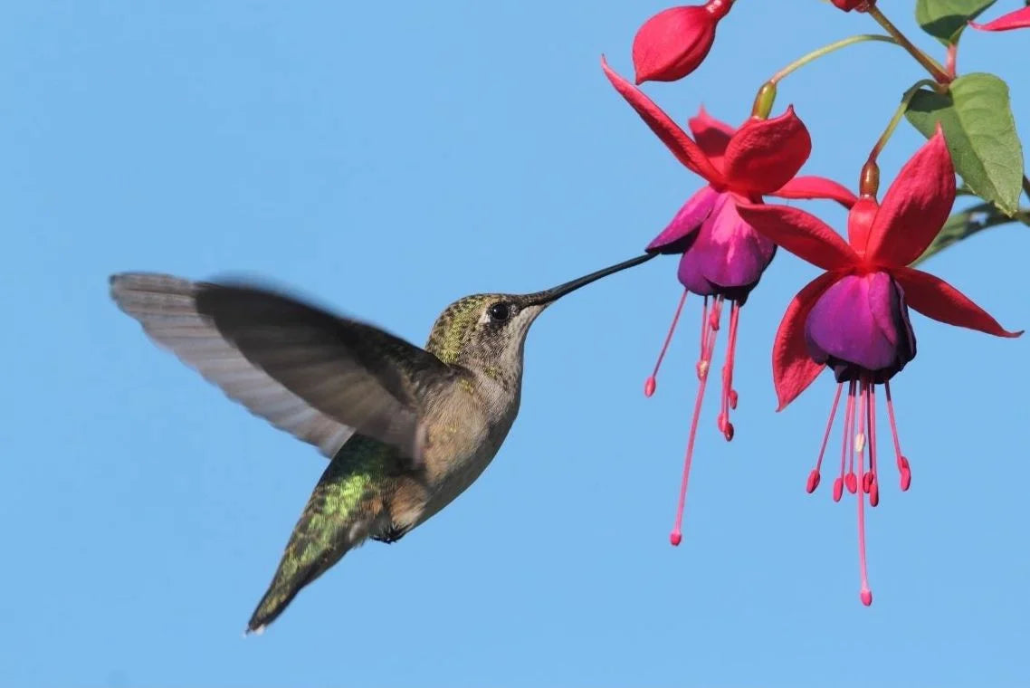Attracts Hummingbirds
