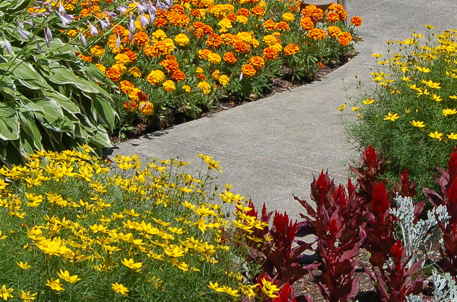 Border Plants