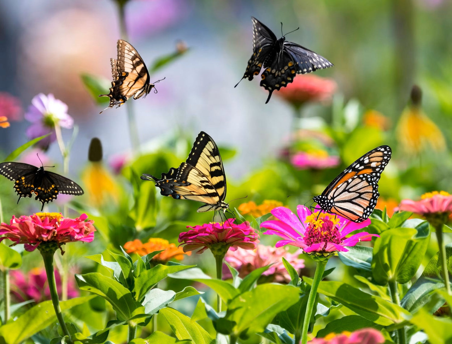 Butterfly Garden