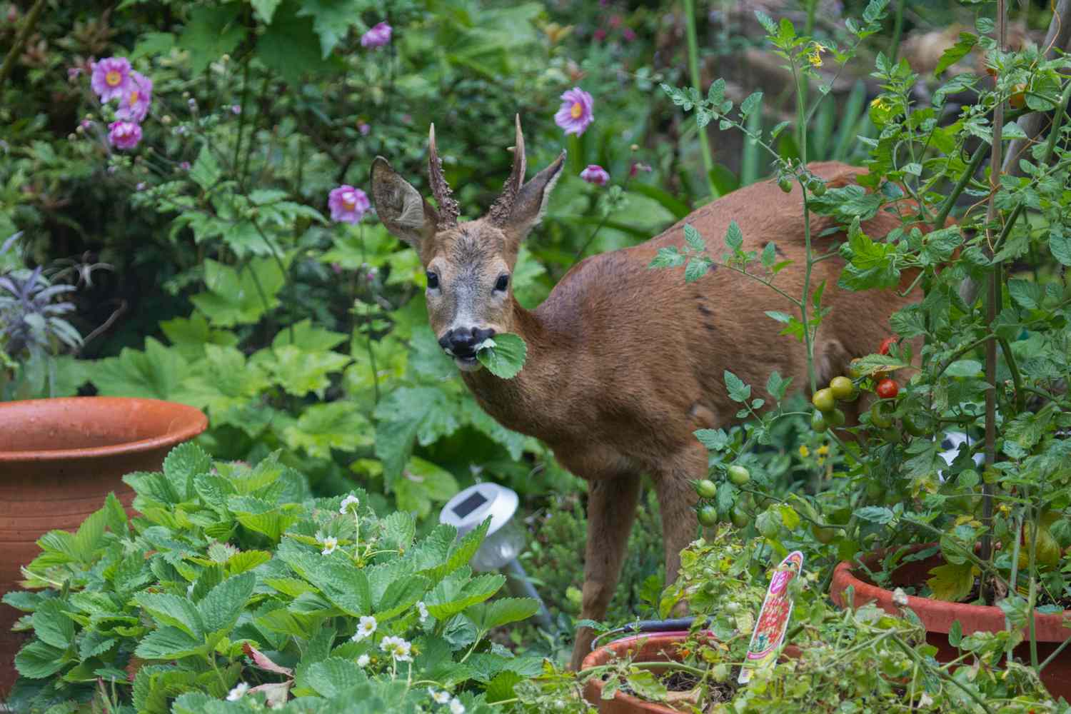 Deer Resistant