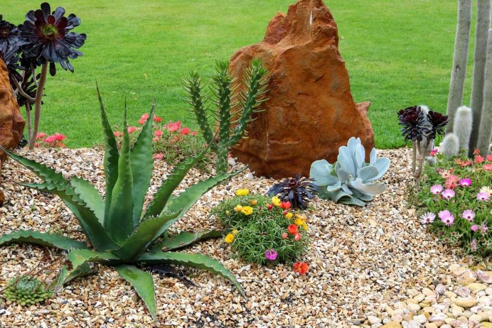 Drought Tolerant