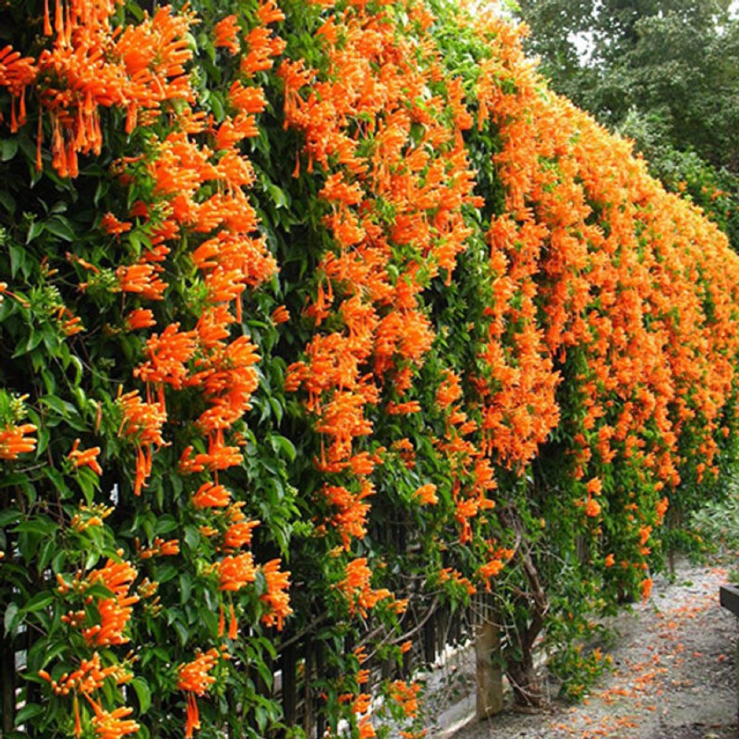 Fast Growing Plants