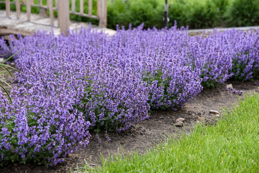Foundation Plants