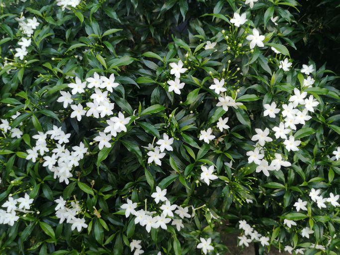 Fragrant Plants