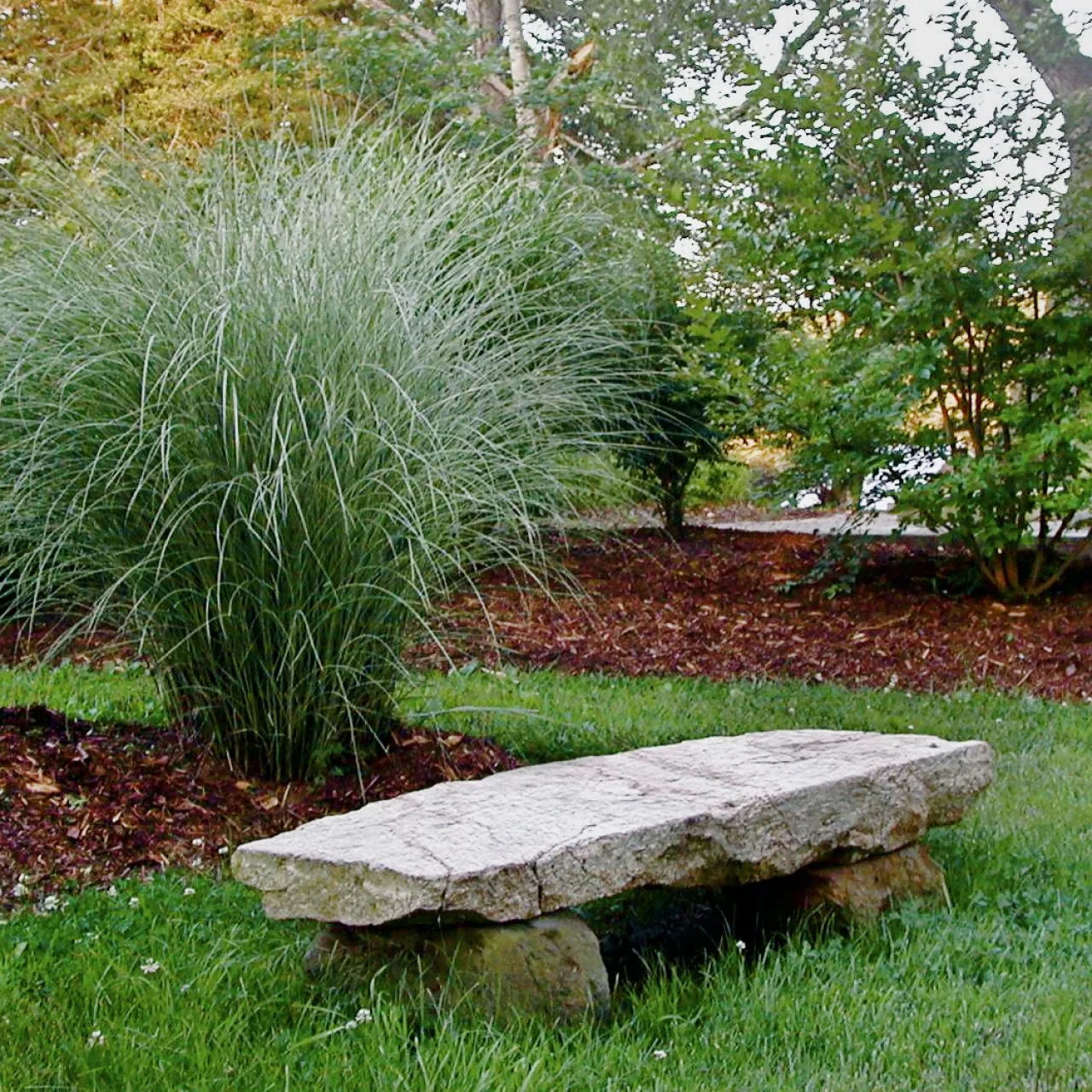 Grasses