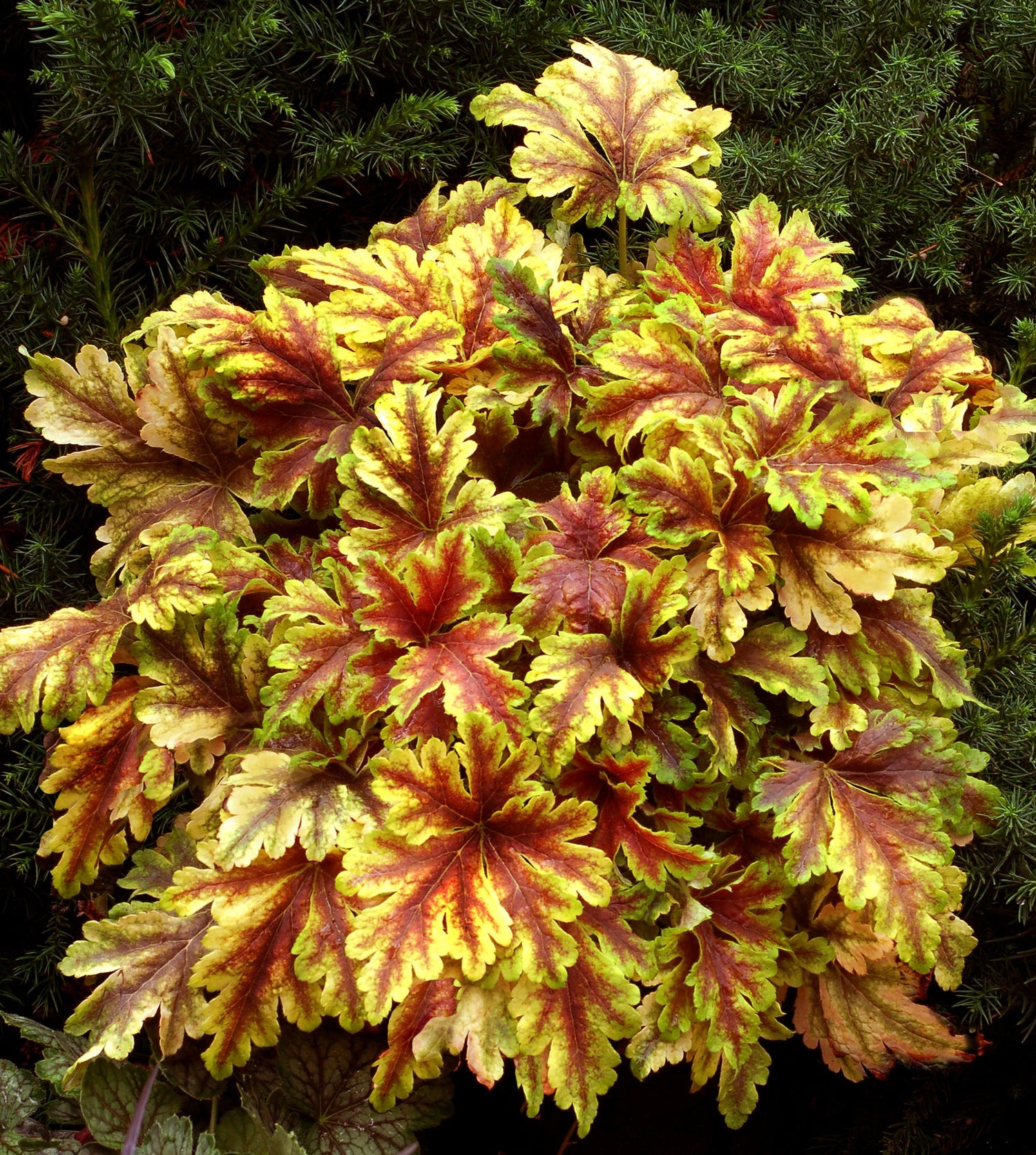 Heuchera or Coral Bells