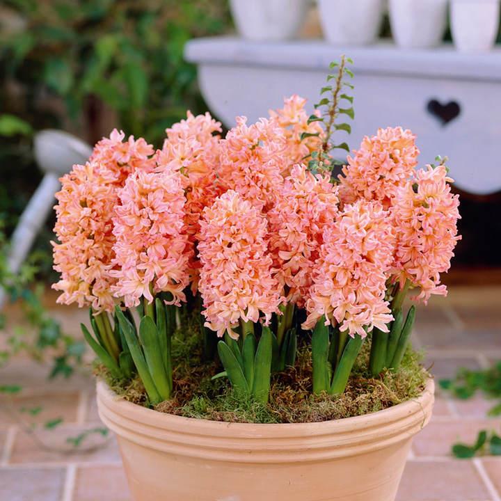 Bulbs