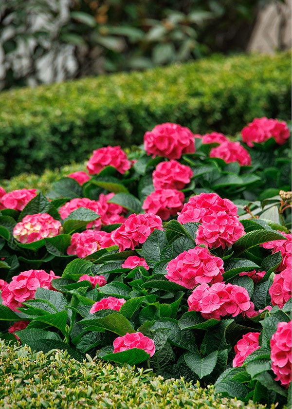 Celebration of Color