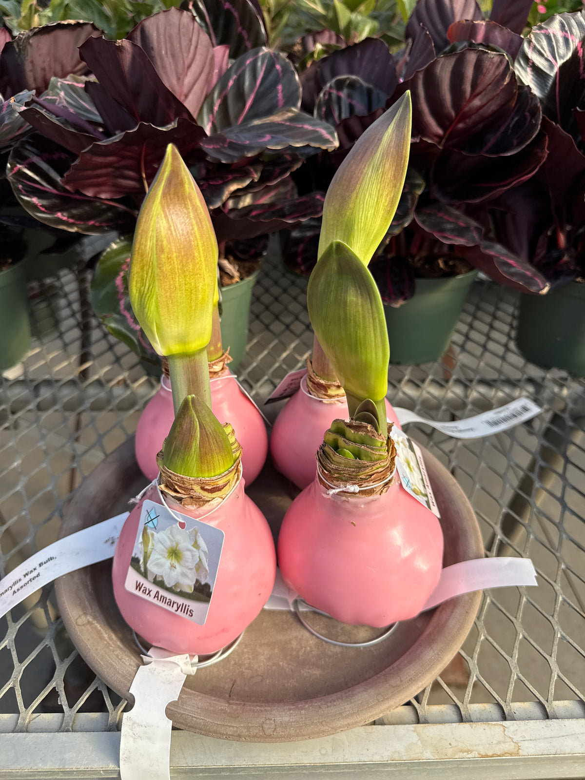RedCrocus Assorted Amaryllis Wax Bulb- Vibrant Indoor Flowering Bulb for Bright Colors, Pollinator Attraction, Indoor & Container Growth, Easy Care, Blooms Late Winter Spring (Pack of 2)