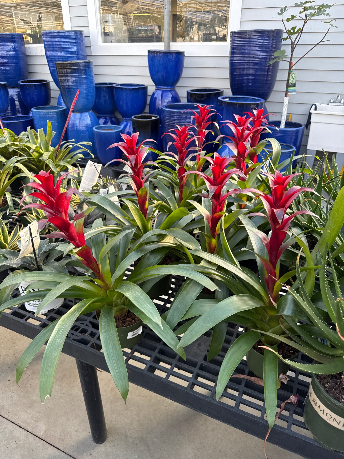 RedCrocus Guzmania Bromeliad- Bright, Colorful Indoor Plant, Tropical Rosette, Pollinator Attractant, Non-Toxic, Perfect for Decor & Gardens 6" Pot