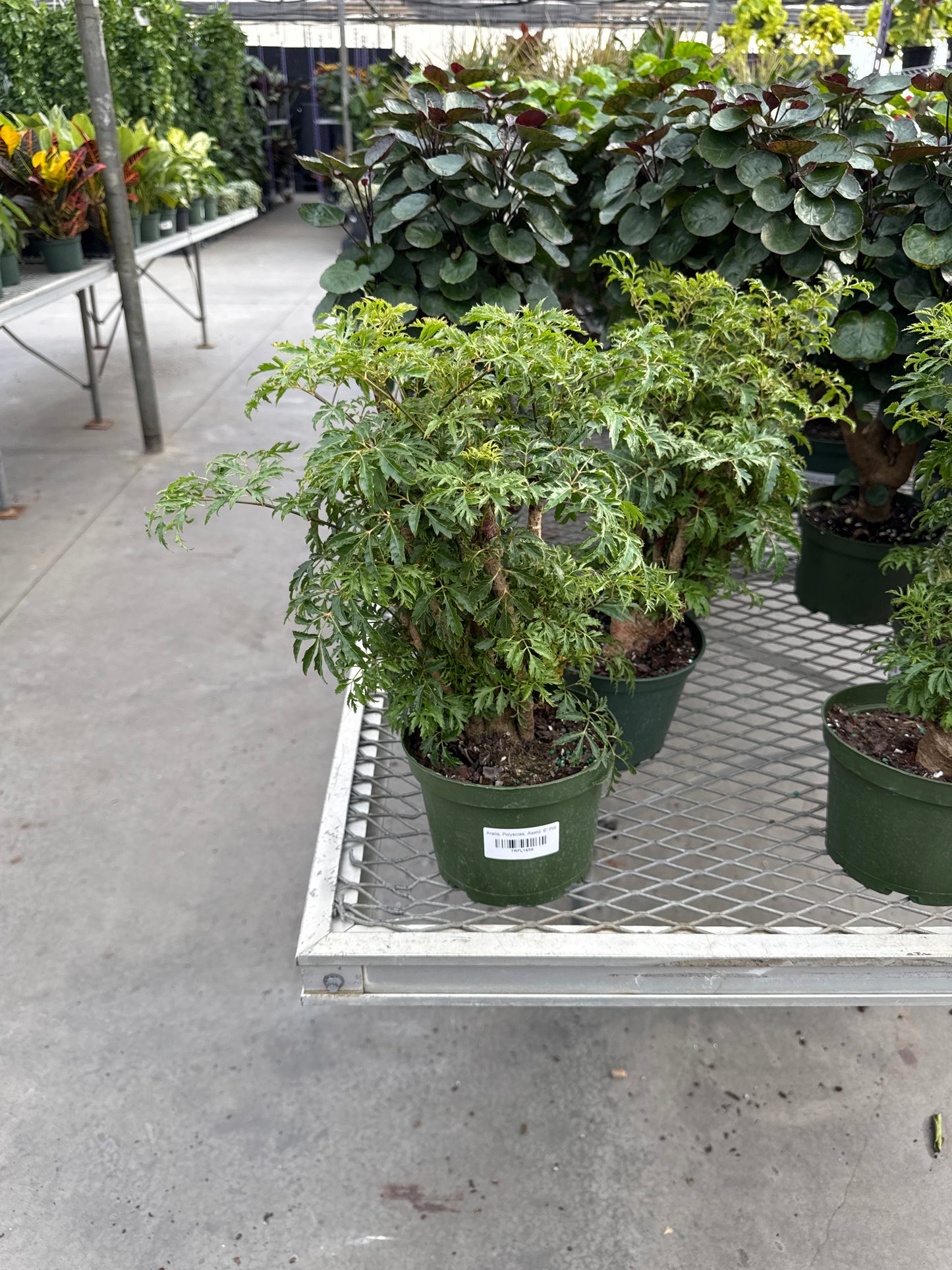 RedCrocus Fabion Stump Aralia, Polyscias- Lush Indoor/Outdoor Plant, Shade-Loving, Deer-Resistant, Container-Friendly, Pet Warning, Foliage for Garden & Borders 6" Pot