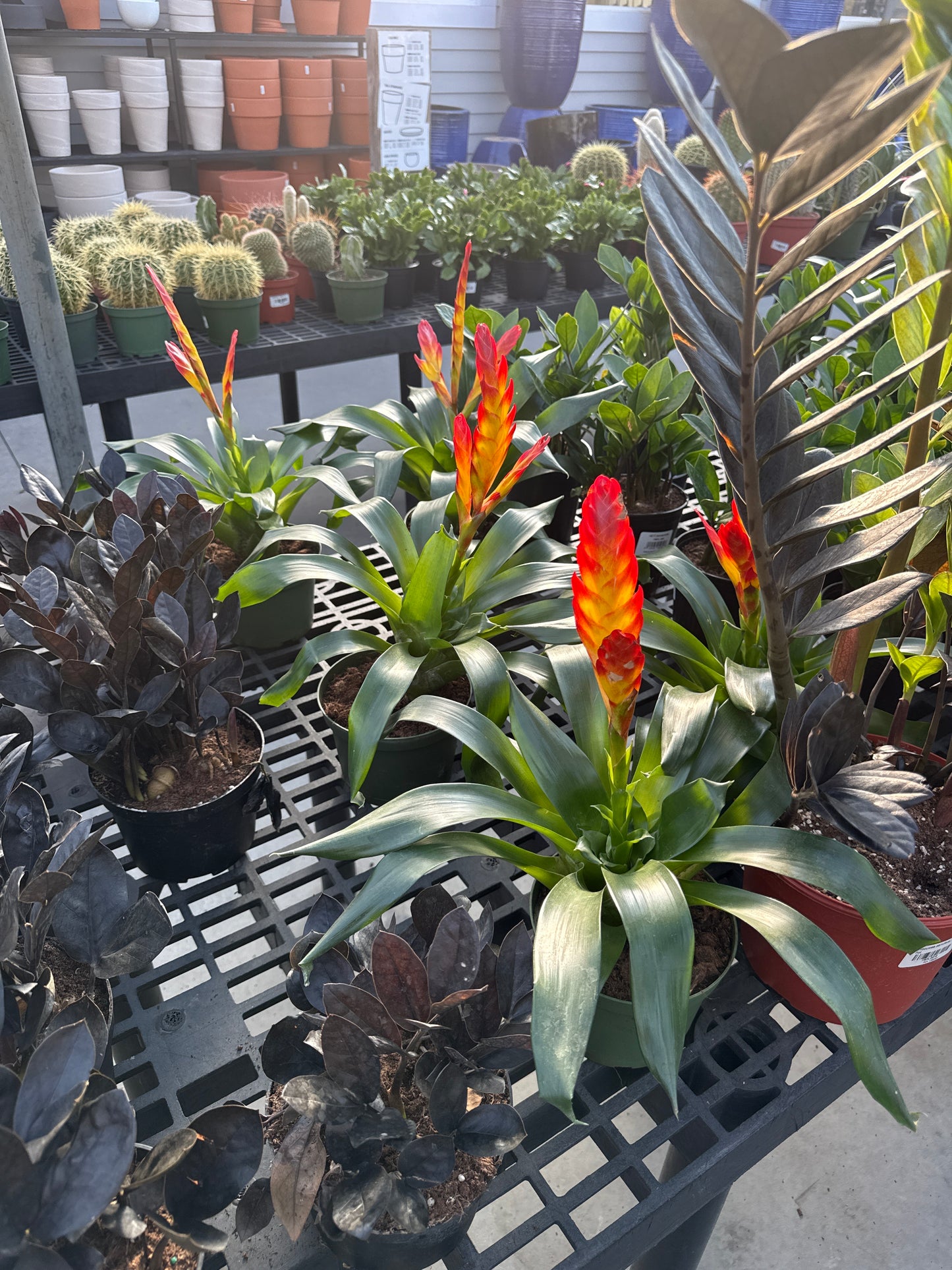 RedCrocus Bromeliad Vriesea Assorted Indoor Plant, Vibrant Foliage, Attracts Pollinators, Pet-Friendly, Easy Care for Decor & Garden 6" Pot