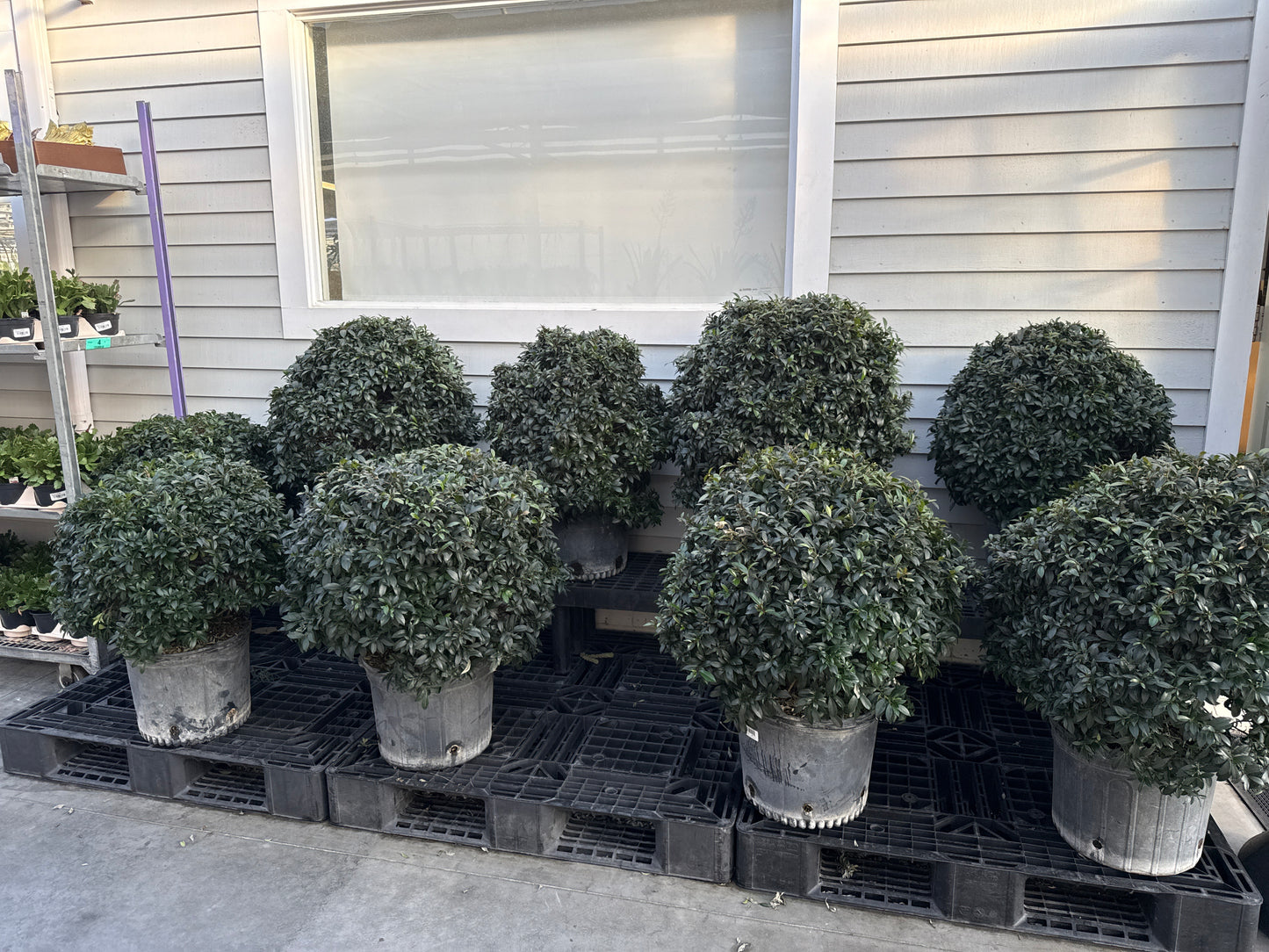 RedCrocus Dwarf Brush Cherry Eugenia myrtifolia Globulus- Compact Evergreen Shrub for Gardens & Containers 14" Pot