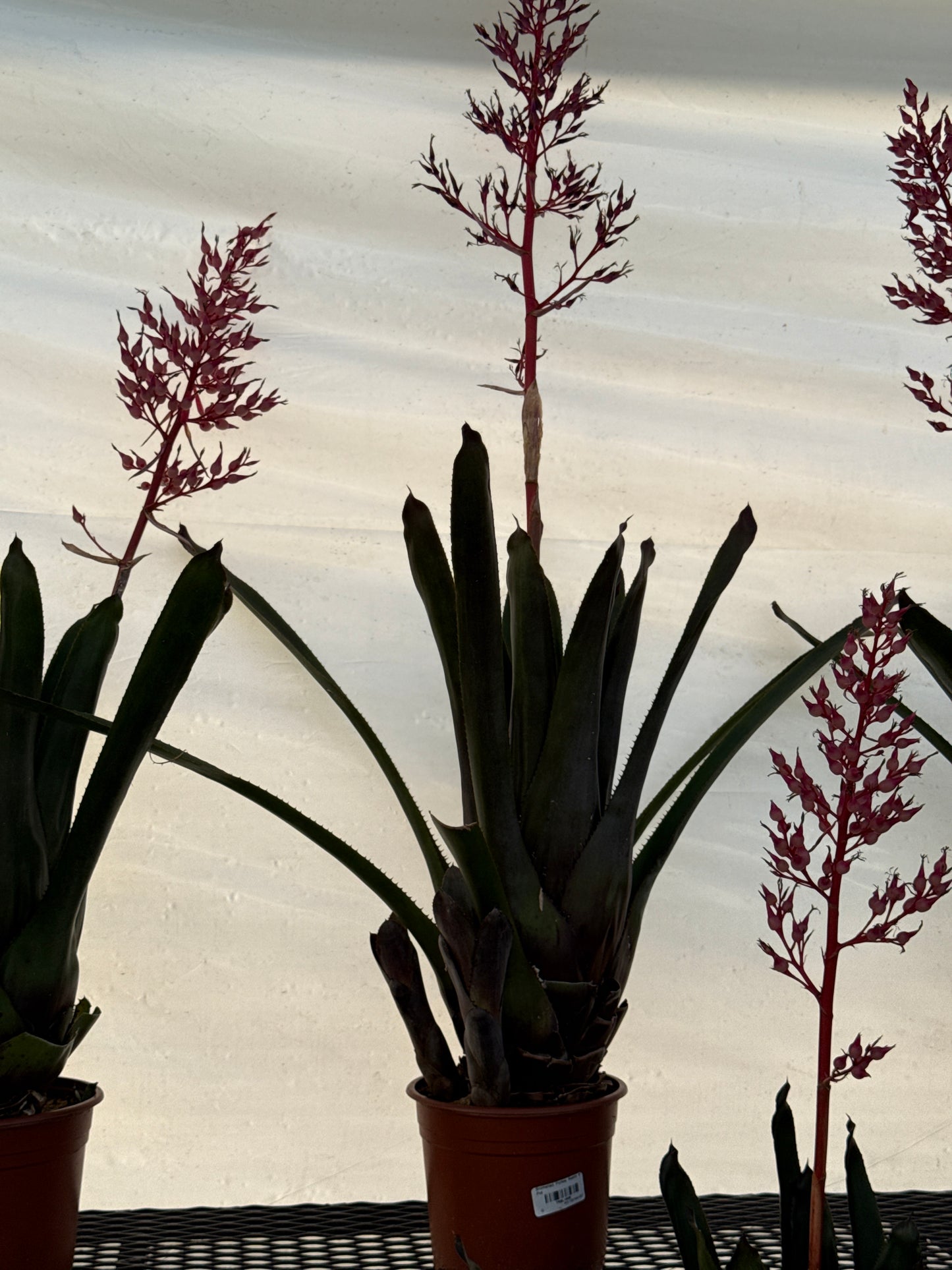 RedCrocus Assorted Bromeliad Portea | Unique Tropical Plant for Indoor & Outdoor Decor | Non-Toxic, Pollinator Attracting, Easy Care Plant 8" Pot