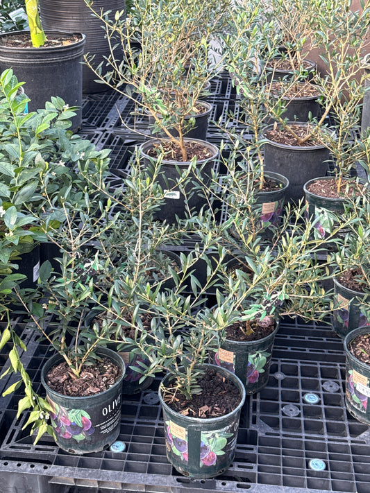 RedCrocus Olive Tree- Assorted Olea europaea for Edible Landscaping, Drought-Tolerant Garden, Patio Container, Mediterranean Aesthetic, Evergreen 6" Pot