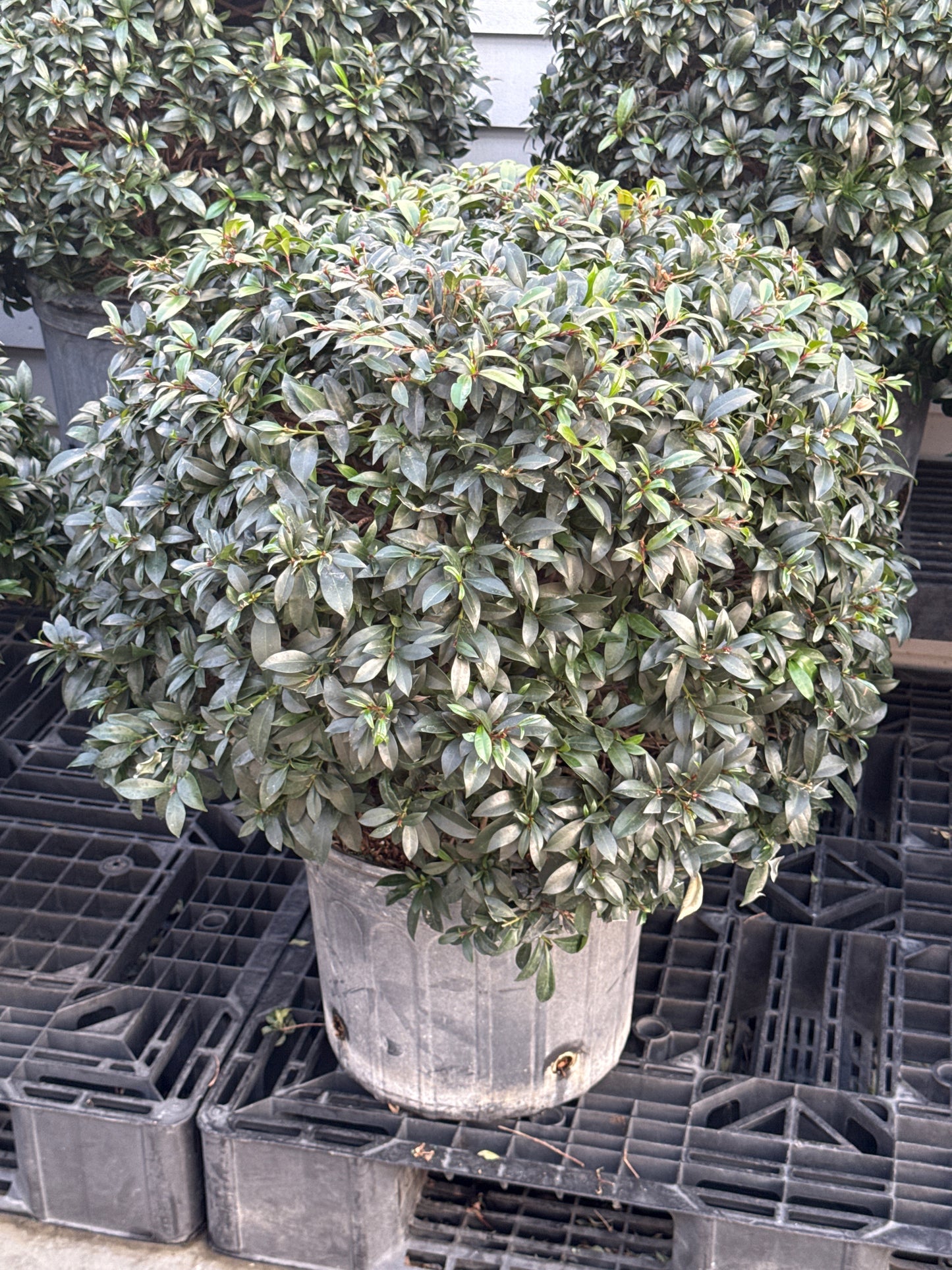 RedCrocus Dwarf Brush Cherry Eugenia myrtifolia Globulus- Compact Evergreen Shrub for Gardens & Containers 14" Pot