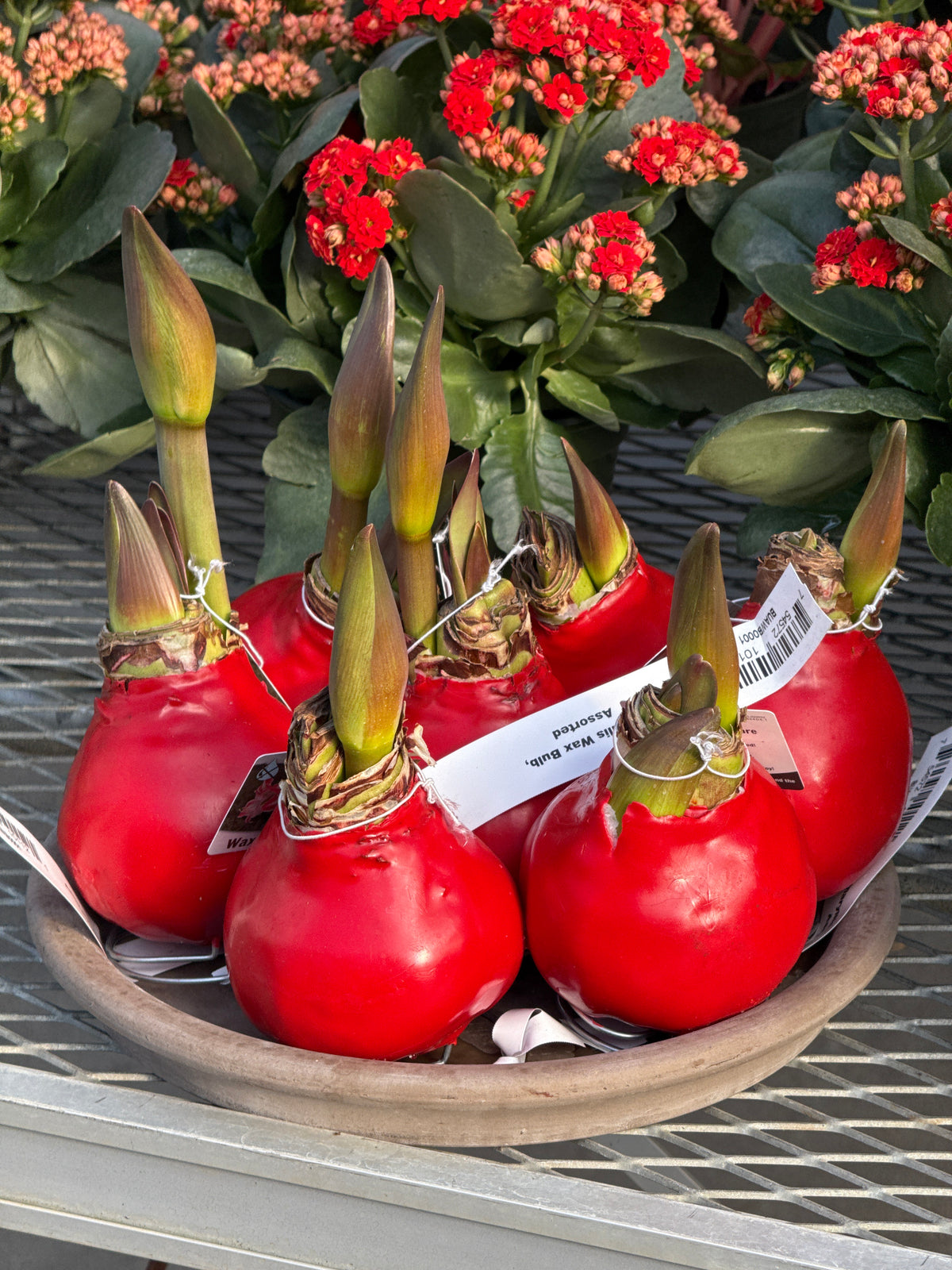 RedCrocus Assorted Amaryllis Wax Bulb- Vibrant Indoor Flowering Bulb for Bright Colors, Pollinator Attraction, Indoor & Container Growth, Easy Care, Blooms Late Winter Spring (Pack of 2)