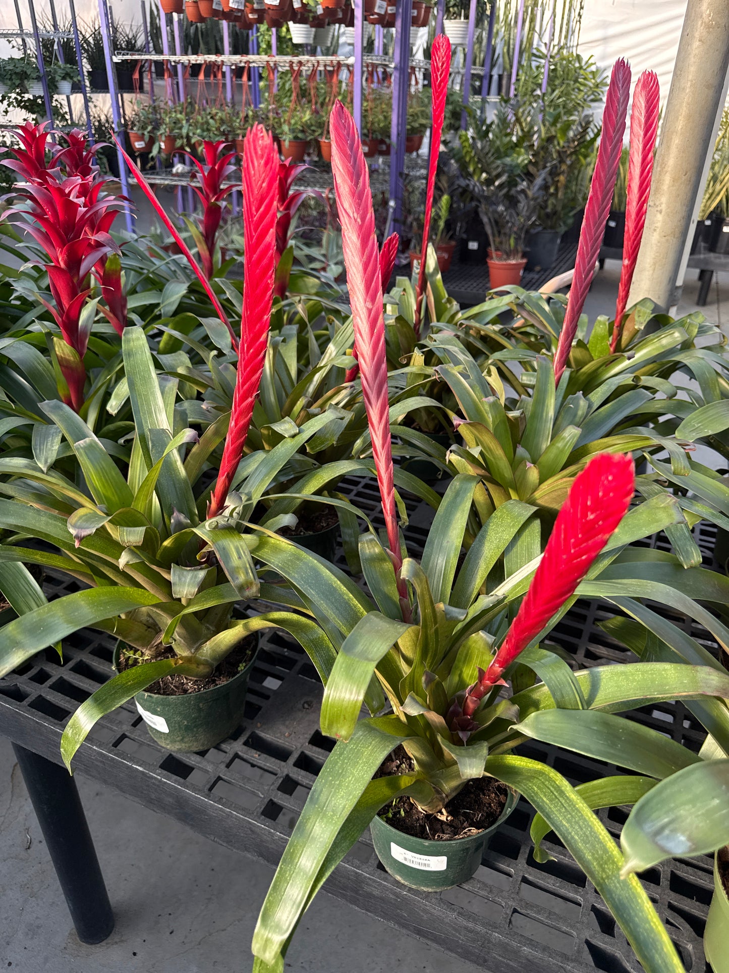 RedCrocus Bromeliad Vriesea Assorted Indoor Plant, Vibrant Foliage, Attracts Pollinators, Pet-Friendly, Easy Care for Decor & Garden 6" Pot