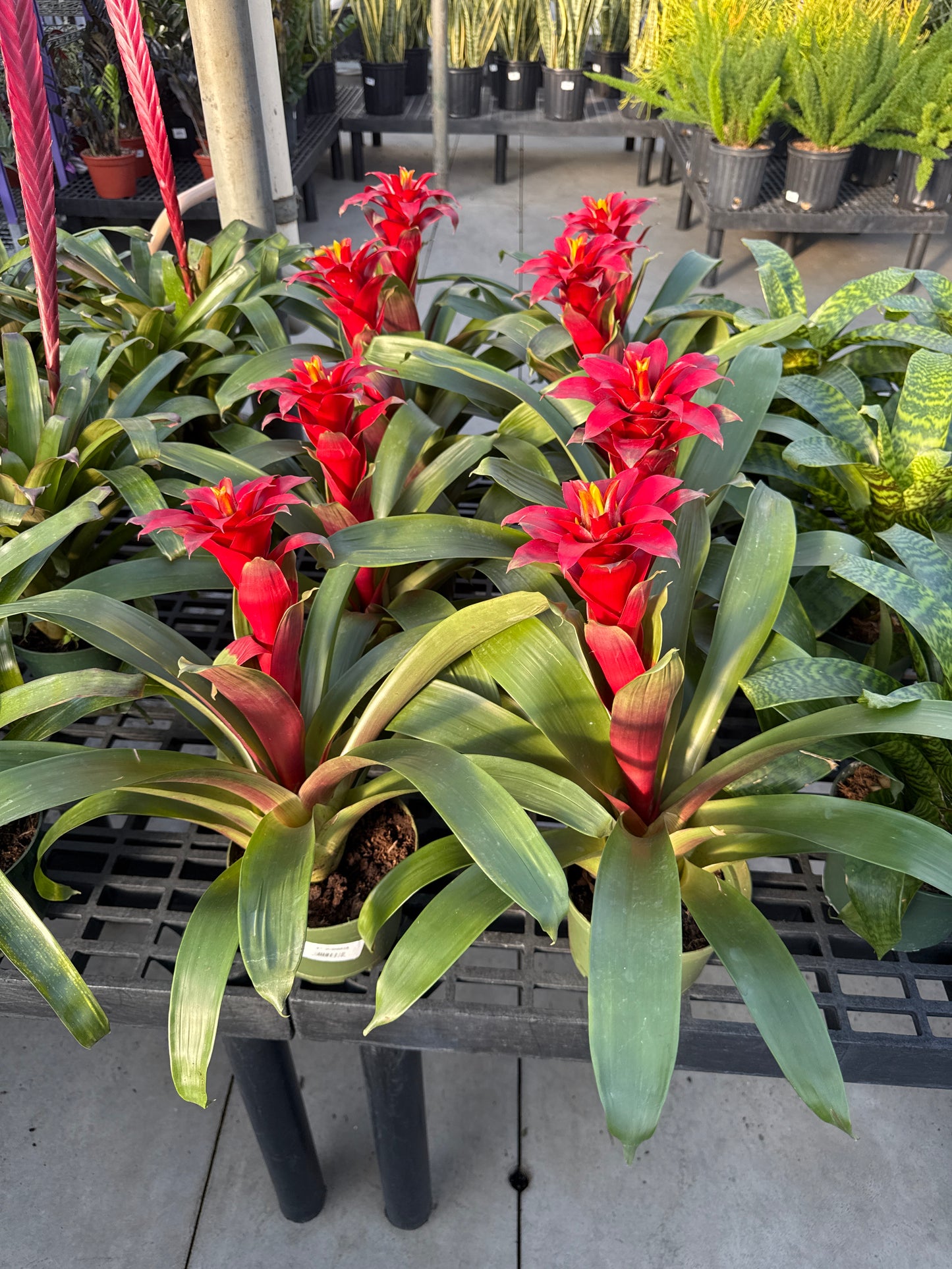RedCrocus Guzmania Bromeliad- Bright, Colorful Indoor Plant, Tropical Rosette, Pollinator Attractant, Non-Toxic, Perfect for Decor & Gardens 6" Pot