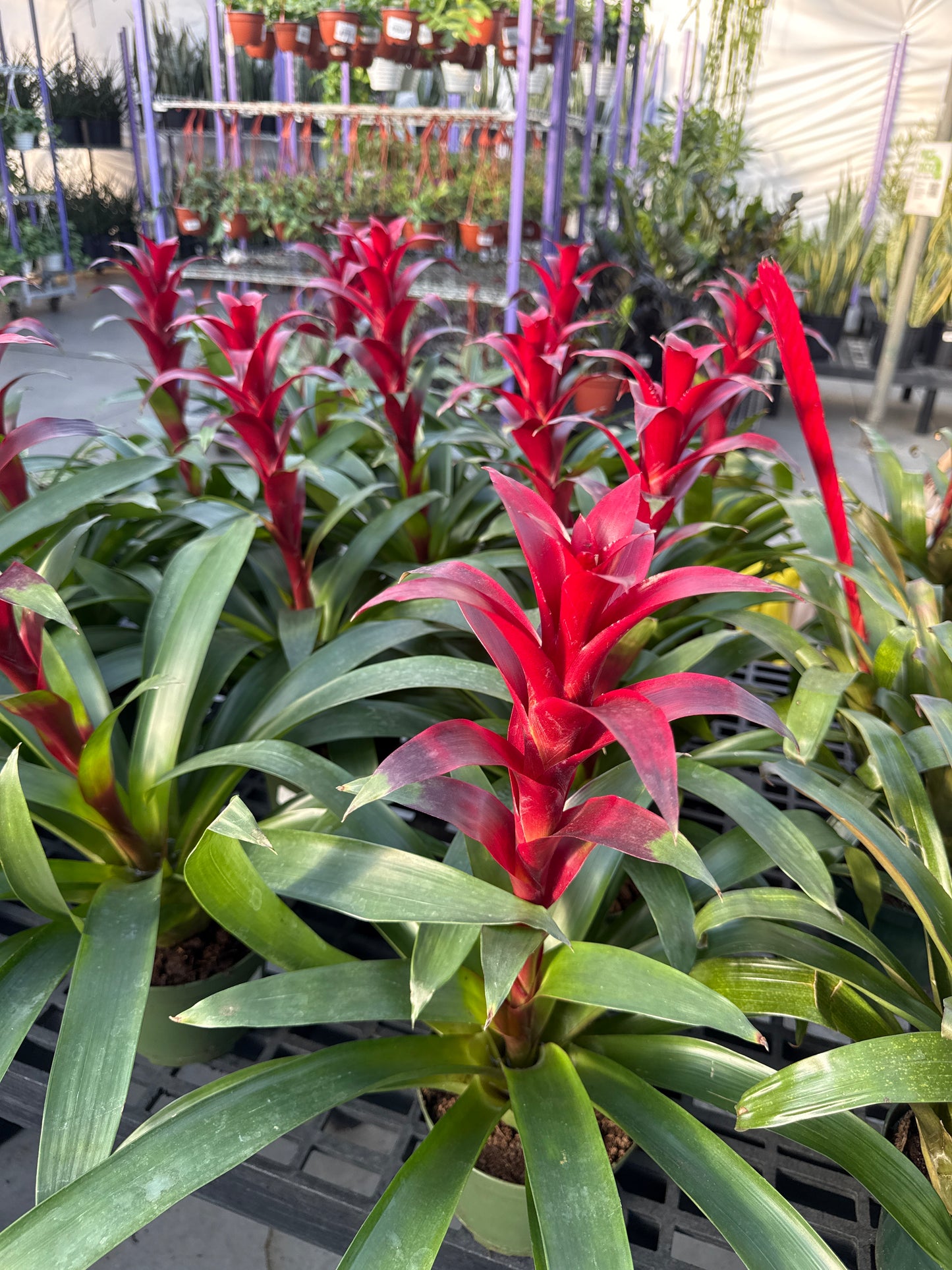 RedCrocus Guzmania Bromeliad- Bright, Colorful Indoor Plant, Tropical Rosette, Pollinator Attractant, Non-Toxic, Perfect for Decor & Gardens 6" Pot