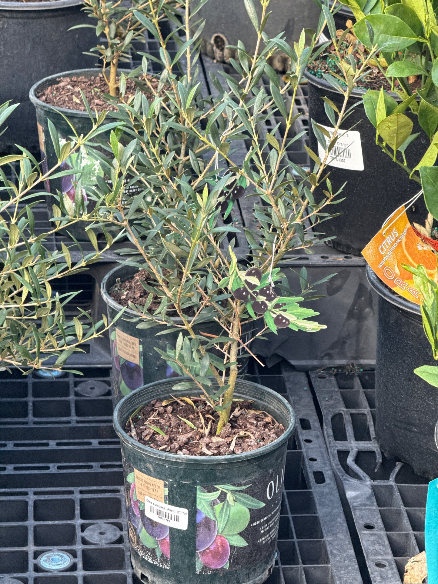 RedCrocus Olive Tree- Assorted Olea europaea for Edible Landscaping, Drought-Tolerant Garden, Patio Container, Mediterranean Aesthetic, Evergreen 6" Pot