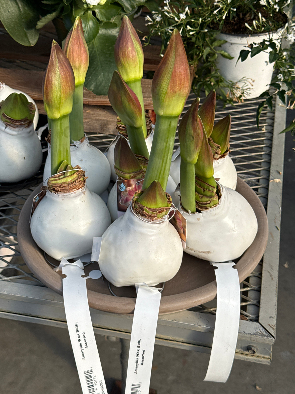 RedCrocus Assorted Amaryllis Wax Bulb- Vibrant Indoor Flowering Bulb for Bright Colors, Pollinator Attraction, Indoor & Container Growth, Easy Care, Blooms Late Winter Spring (Pack of 2)