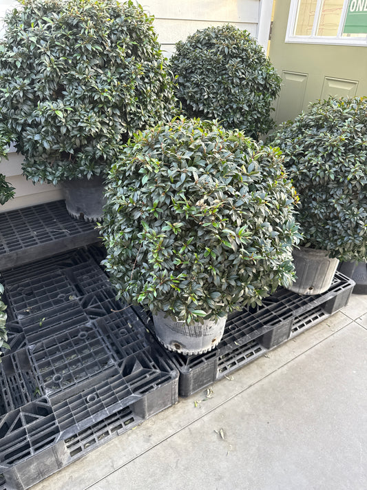 RedCrocus Dwarf Brush Cherry Eugenia myrtifolia Globulus- Compact Evergreen Shrub for Gardens & Containers 14" Pot