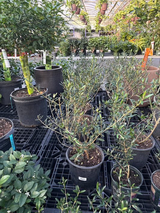 RedCrocus Olive Tree Olea europaea- Evergreen with Silvery Leaves, Edible Fruit, Attracts Pollinators, Suitable for Containers & Gardens, Low Maintenance 10" Pot