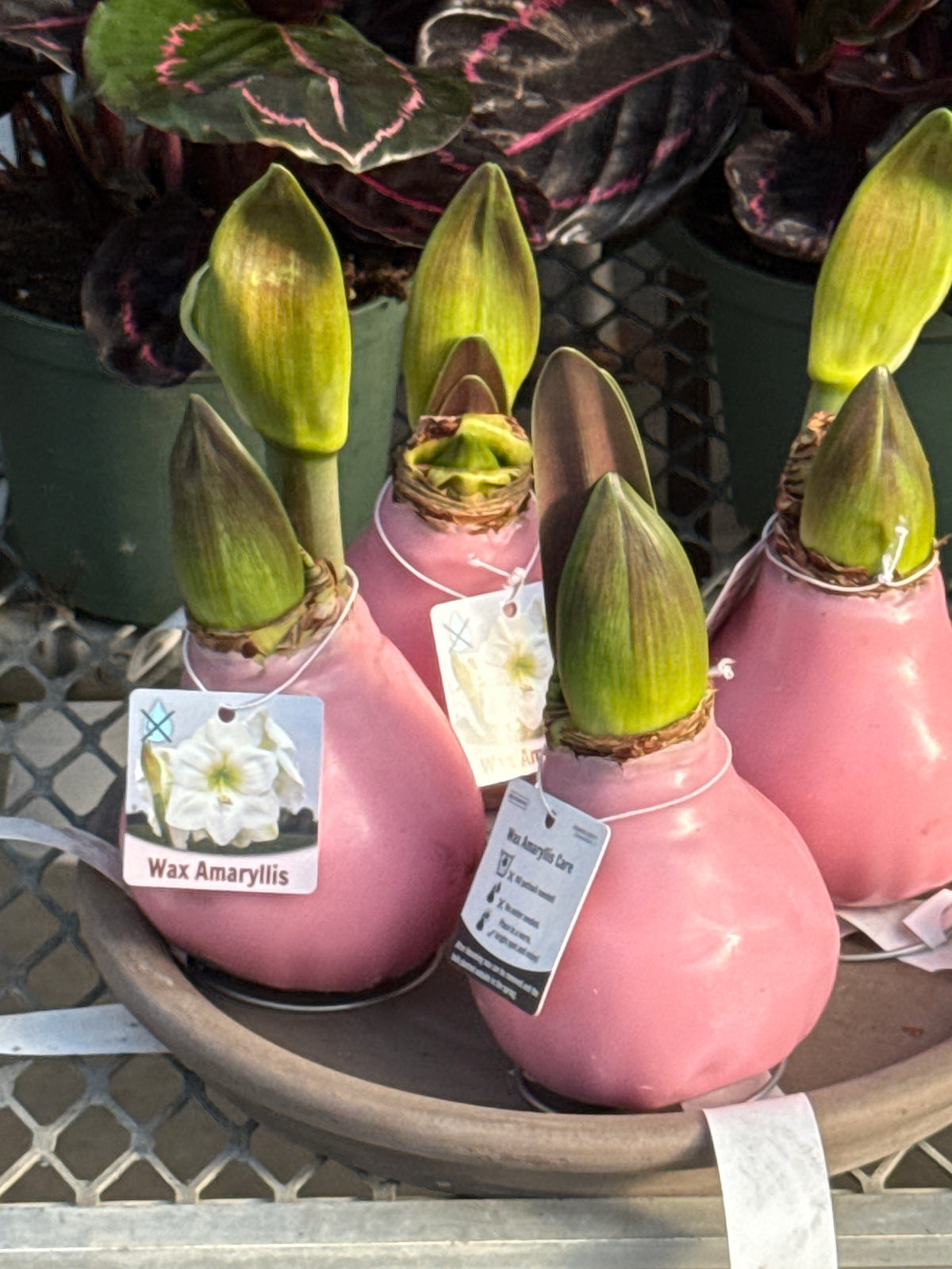 RedCrocus Assorted Amaryllis Wax Bulb- Vibrant Indoor Flowering Bulb for Bright Colors, Pollinator Attraction, Indoor & Container Growth, Easy Care, Blooms Late Winter Spring (Pack of 2)