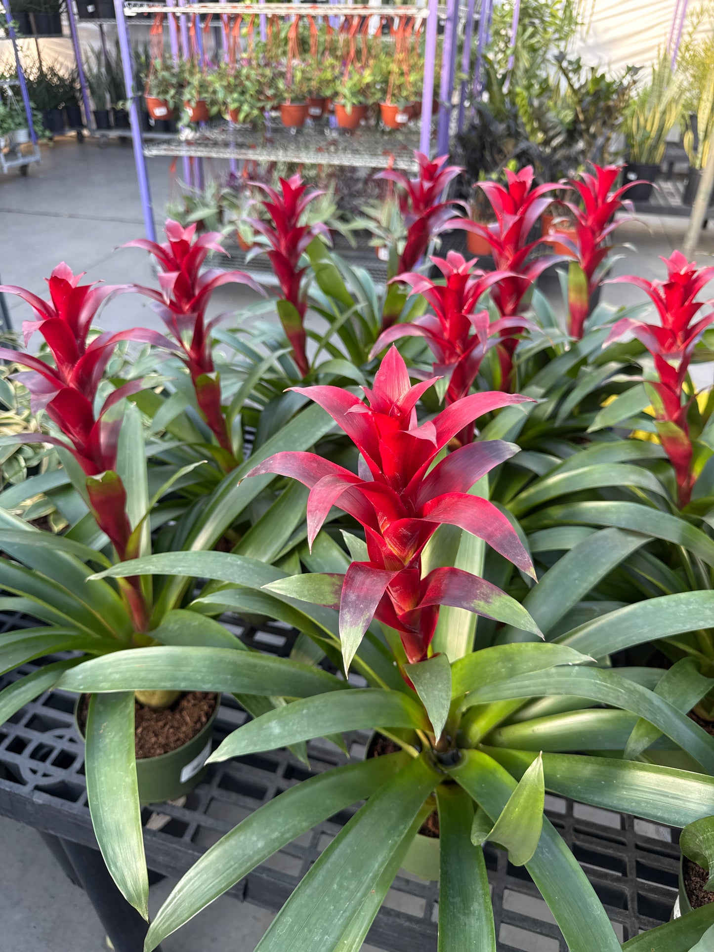 RedCrocus Guzmania Bromeliad- Bright, Colorful Indoor Plant, Tropical Rosette, Pollinator Attractant, Non-Toxic, Perfect for Decor & Gardens 6" Pot