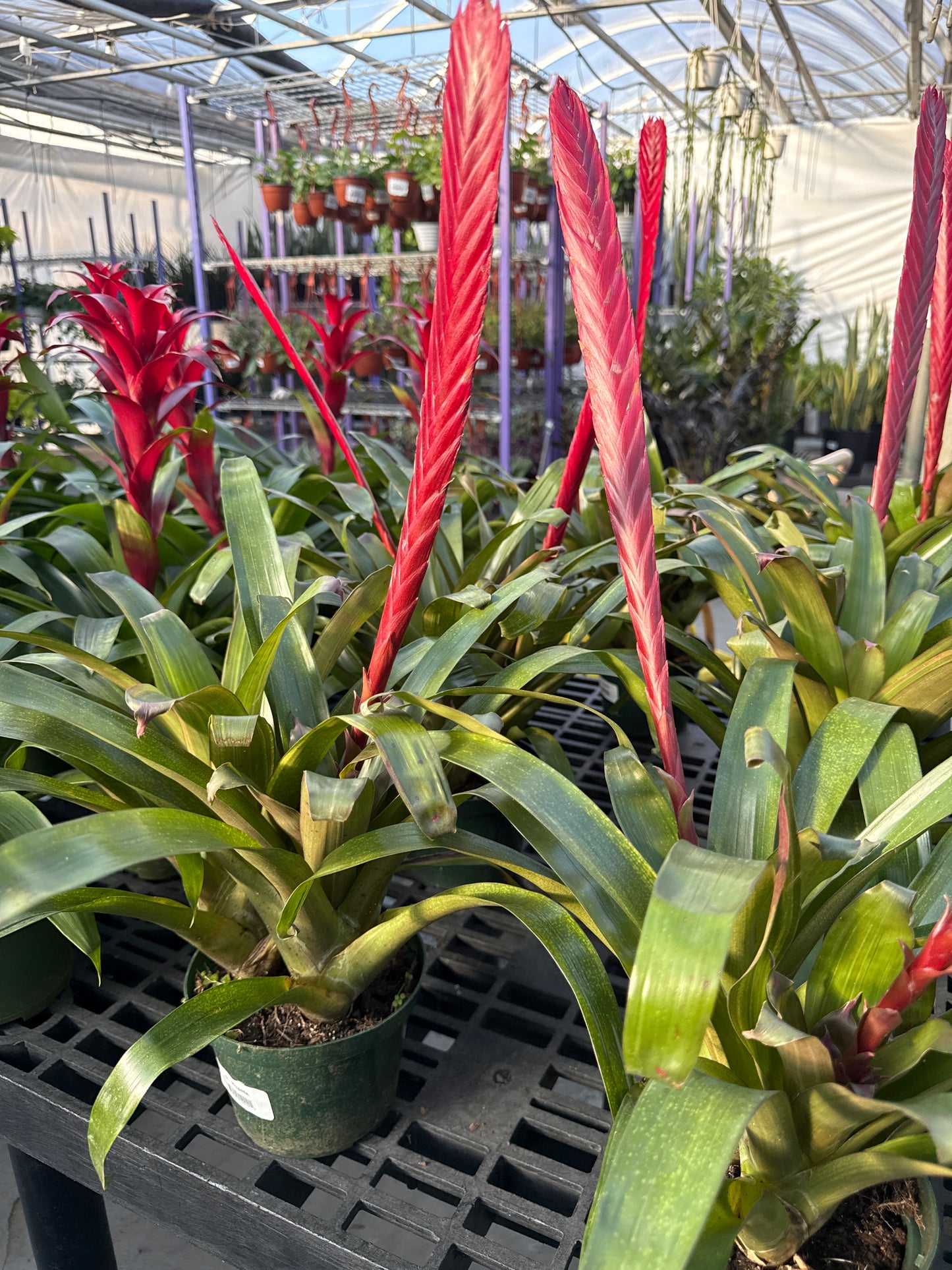 RedCrocus Bromeliad Vriesea Assorted Indoor Plant, Vibrant Foliage, Attracts Pollinators, Pet-Friendly, Easy Care for Decor & Garden 6" Pot