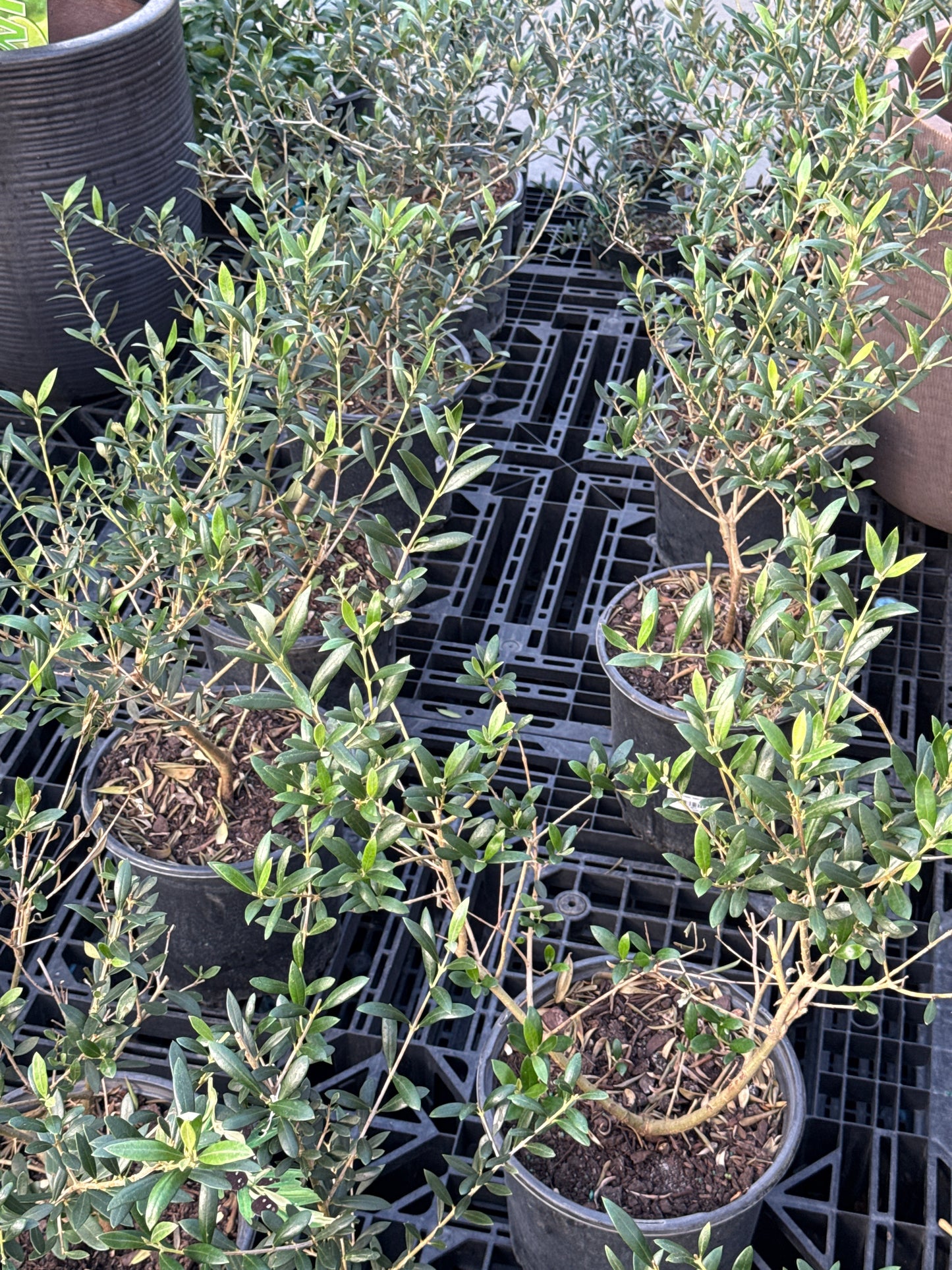 RedCrocus Olive Tree Olea europaea- Evergreen with Silvery Leaves, Edible Fruit, Attracts Pollinators, Suitable for Containers & Gardens, Low Maintenance 10" Pot