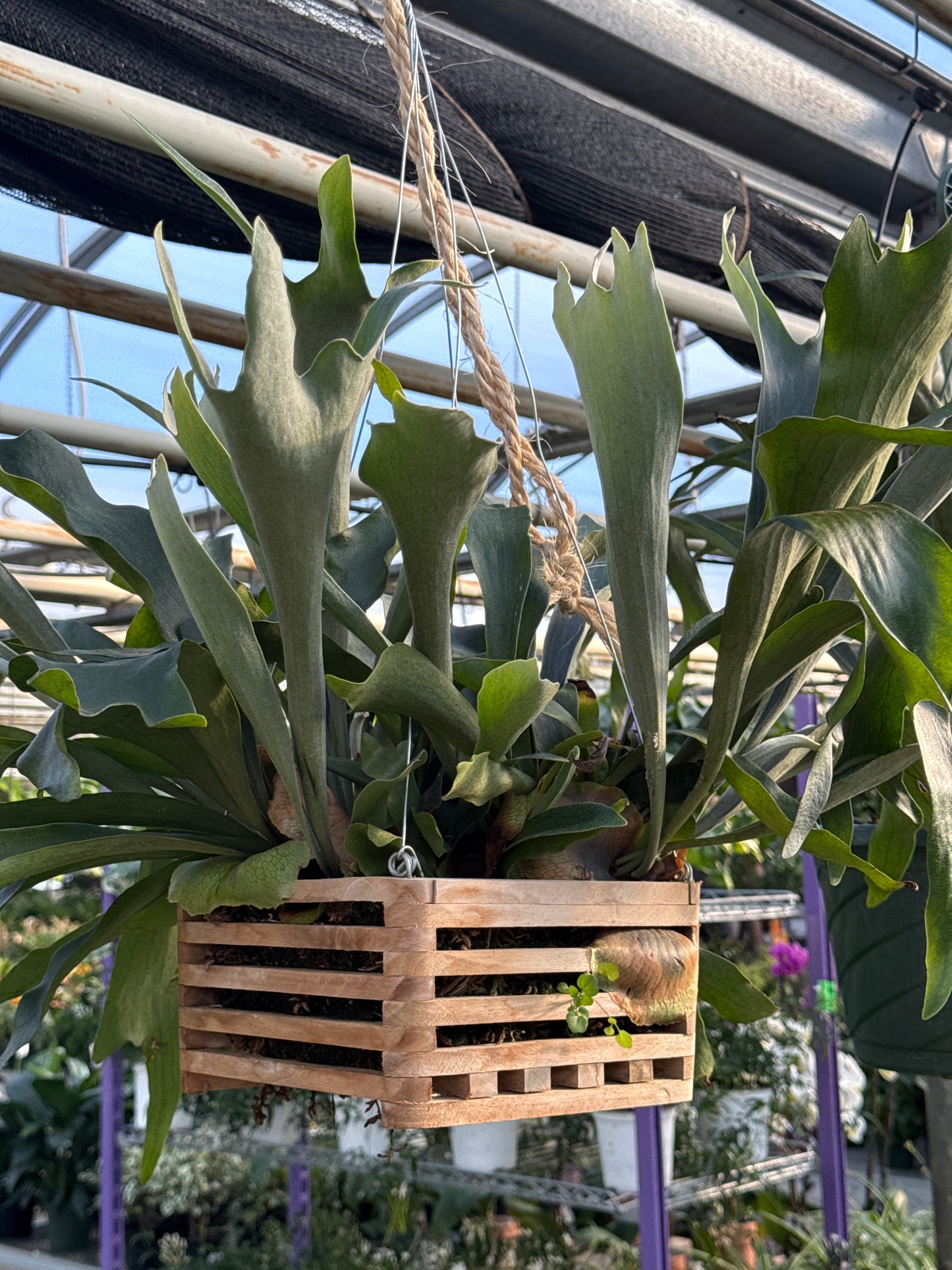 Assorted Ferns in Wooden Box- Indoor & Shade Garden Ferns- Lush Green, Non-Toxic Plant for Home & Garden 8" Hanging Basket