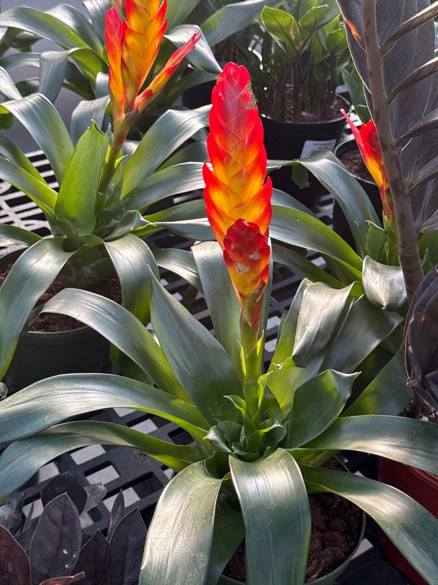 RedCrocus Bromeliad Vriesea Assorted Indoor Plant, Vibrant Foliage, Attracts Pollinators, Pet-Friendly, Easy Care for Decor & Garden 6" Pot