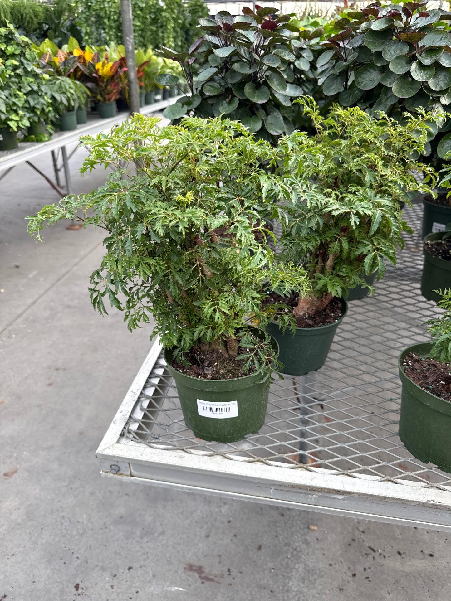 RedCrocus Fabion Stump Aralia, Polyscias- Lush Indoor/Outdoor Plant, Shade-Loving, Deer-Resistant, Container-Friendly, Pet Warning, Foliage for Garden & Borders 6" Pot