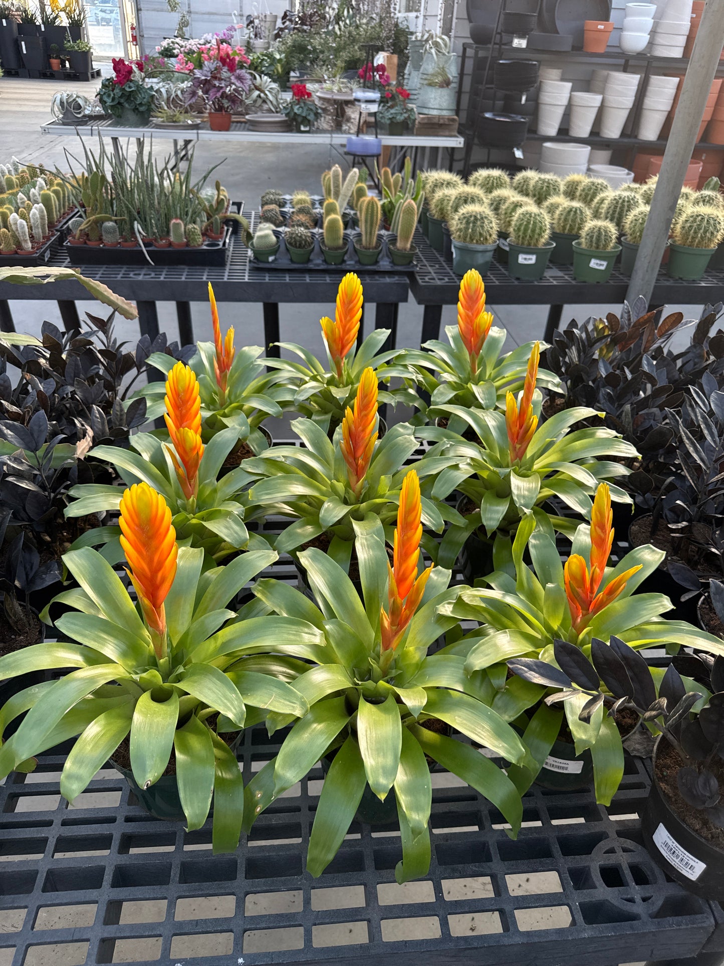 RedCrocus Bromeliad Vriesea Assorted Indoor Plant, Vibrant Foliage, Attracts Pollinators, Pet-Friendly, Easy Care for Decor & Garden 6" Pot