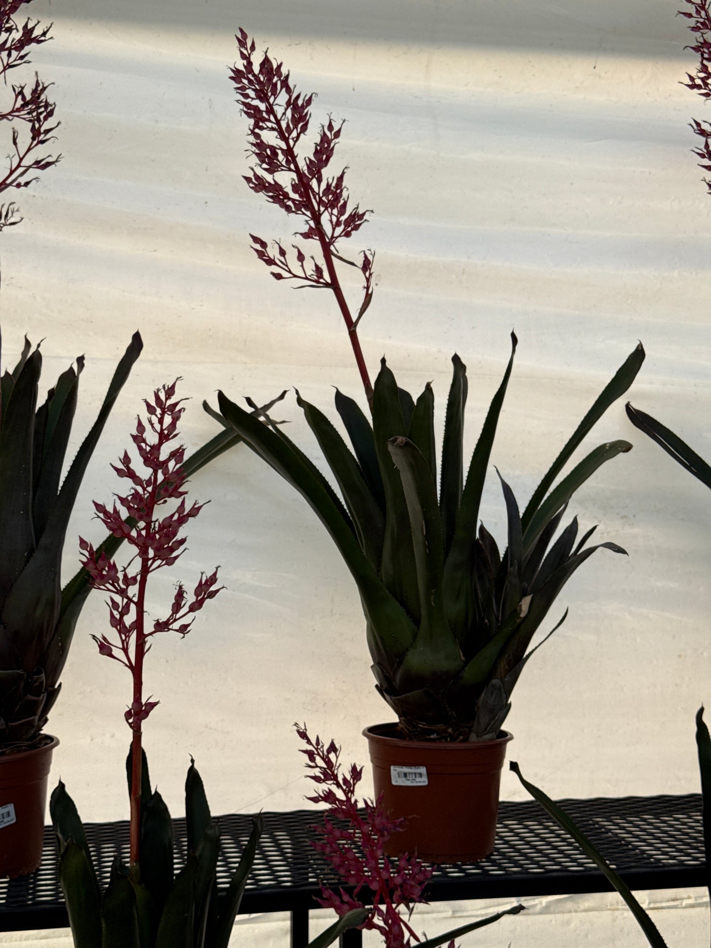 RedCrocus Assorted Bromeliad Portea | Unique Tropical Plant for Indoor & Outdoor Decor | Non-Toxic, Pollinator Attracting, Easy Care Plant 8" Pot