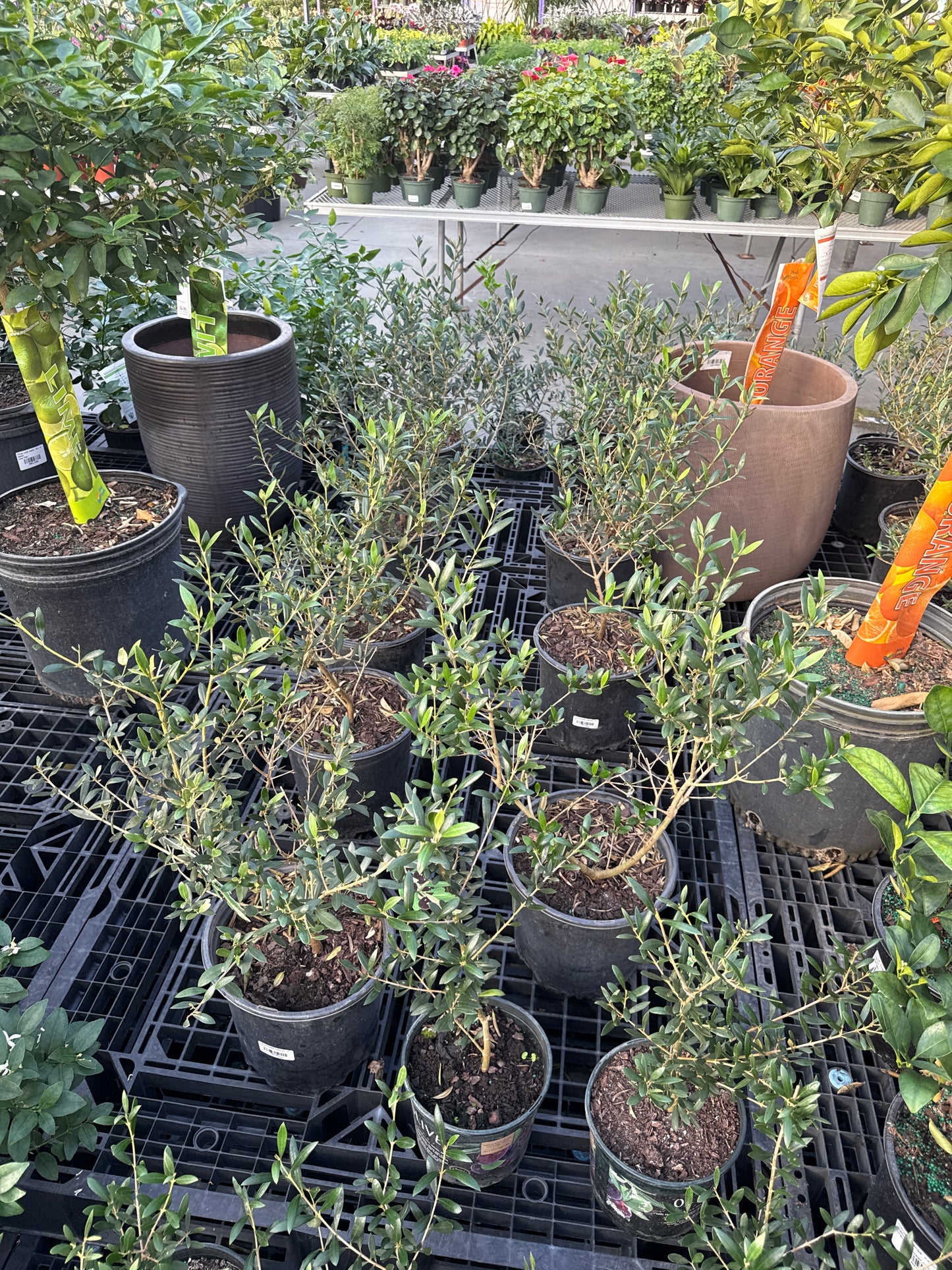 RedCrocus Olive Tree Olea europaea- Evergreen with Silvery Leaves, Edible Fruit, Attracts Pollinators, Suitable for Containers & Gardens, Low Maintenance 10" Pot