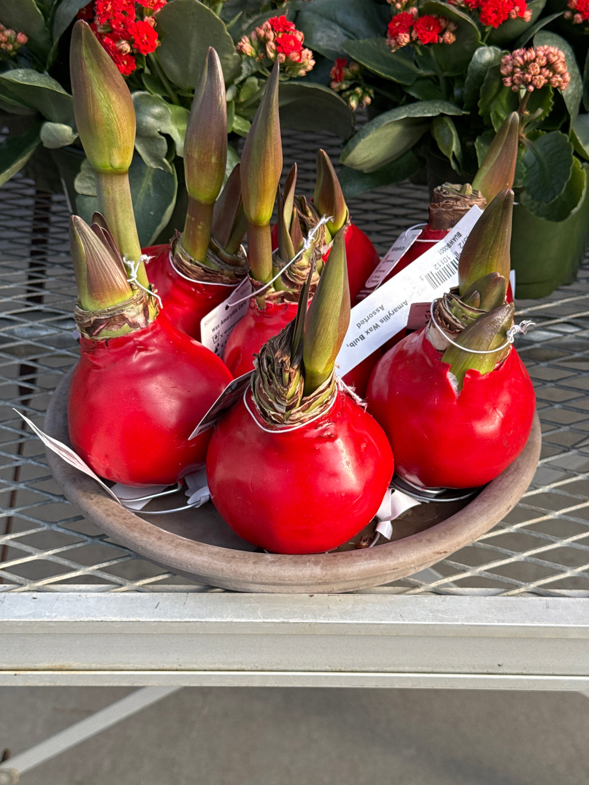 RedCrocus Assorted Amaryllis Wax Bulb- Vibrant Indoor Flowering Bulb for Bright Colors, Pollinator Attraction, Indoor & Container Growth, Easy Care, Blooms Late Winter Spring (Pack of 2)