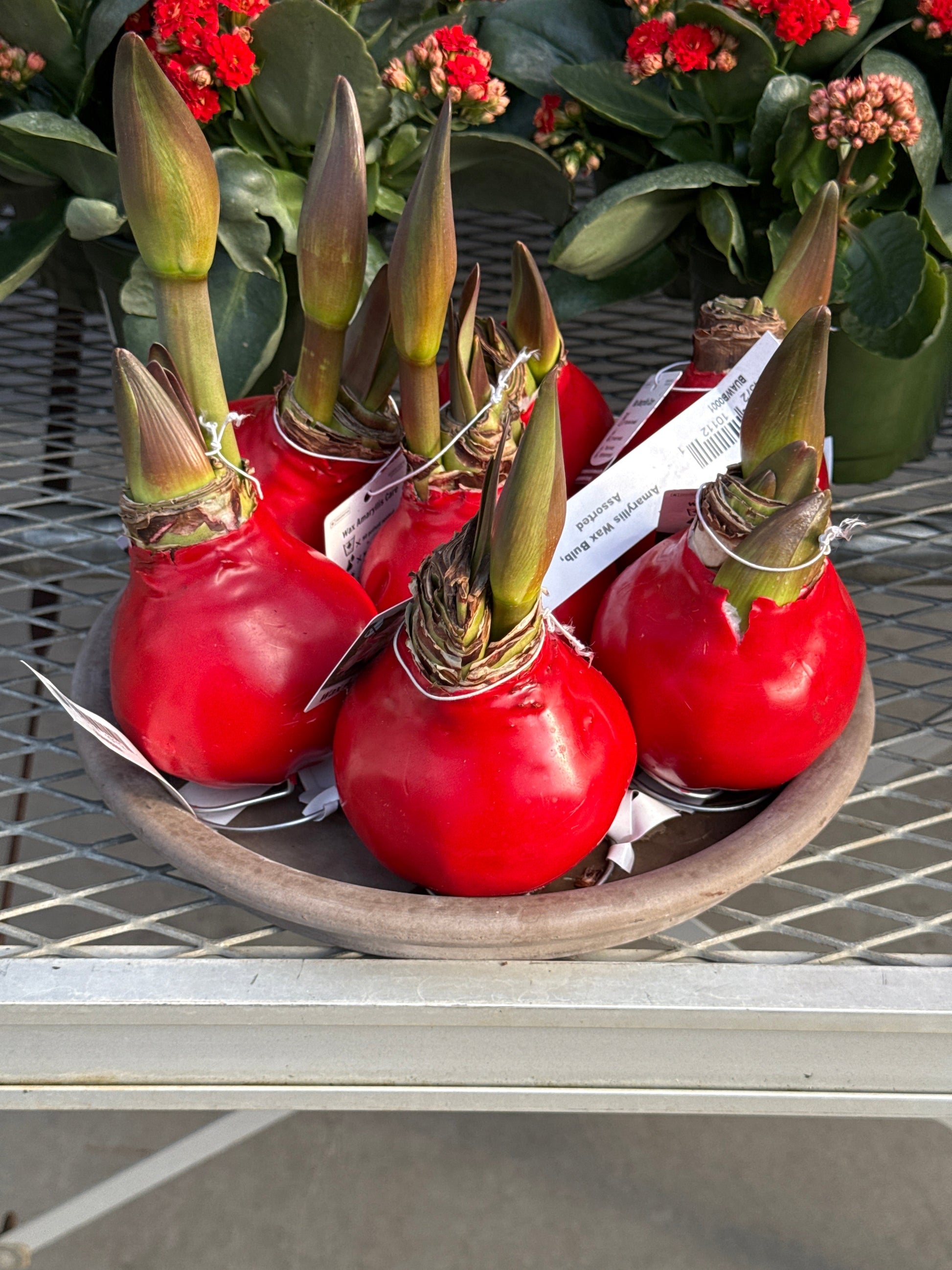 Amaryllis (replacement image)