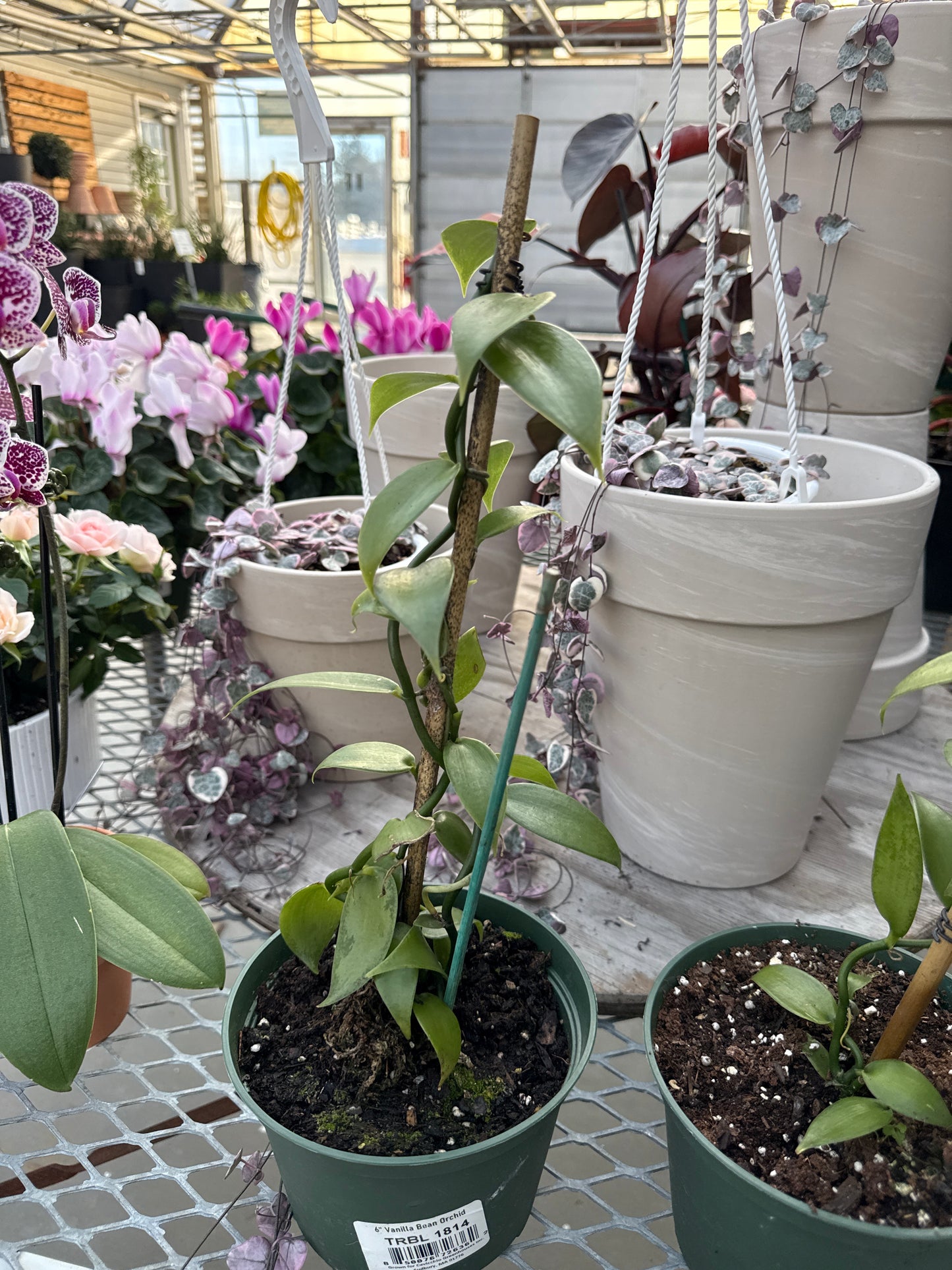 RedCrocus Vanilla Bean Orchid | Fragrant Epiphytic Tropical Plant | Indoor & Container Friendly | Exotic Green Foliage & Aromatic Flowers | Pet Toxicity Warning 6" Pot