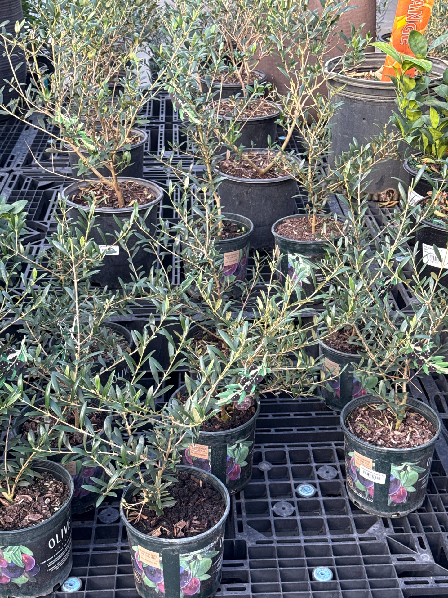 RedCrocus Olive Tree- Assorted Olea europaea for Edible Landscaping, Drought-Tolerant Garden, Patio Container, Mediterranean Aesthetic, Evergreen 6" Pot