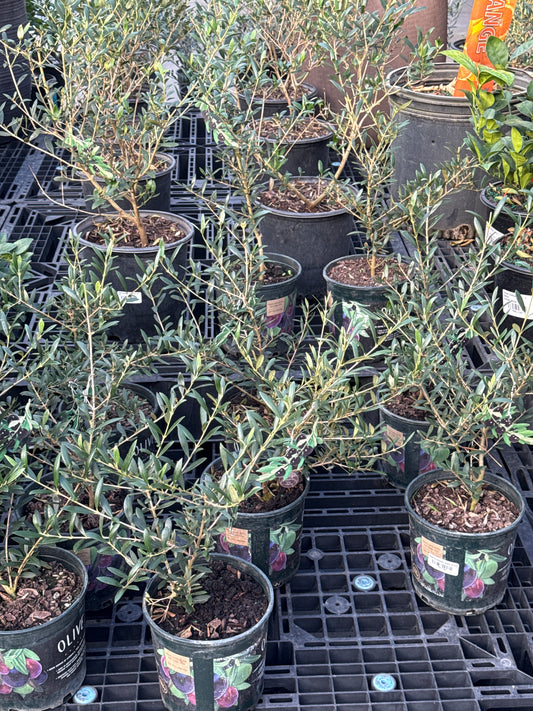 RedCrocus Olive Tree- Assorted Olea europaea for Edible Landscaping, Drought-Tolerant Garden, Patio Container, Mediterranean Aesthetic, Evergreen 6" Pot